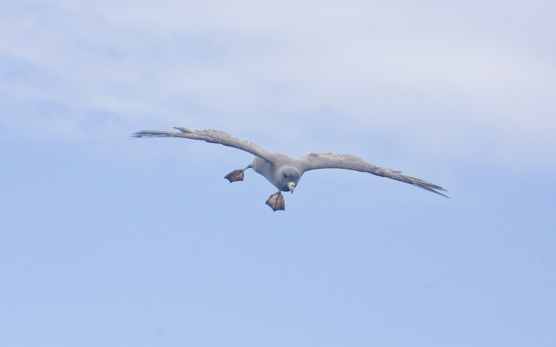 Northern Fulmar In Flight